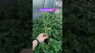 ✅🍓😱Мальвина отправка сдек #рассадаклубники #огород #сад #клубника #клубникавыращивание #strawberry