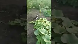 Мама кошка не даёт сходить в туалет.