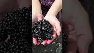 Blackberries, the first bucket has been collected #harvestgarden