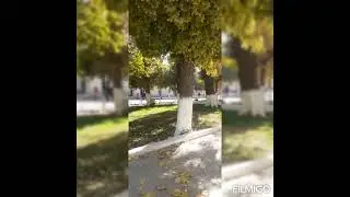 Мастона🎗дан тукилган барглар