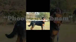 tere namm..🐾🐾🐕 #rottweiler #shorts #shortindia #trending #dogs #dogshorts #yt #rottweilerpuppy