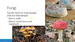 1 6 Types of Microorganisms
