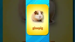 5 турецких слов 🇹🇷 Домашние грызуны 🐹