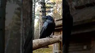 ЕСЛИ ВОРОН ЧАСТО КАРКАЕТ.  ВЕДЬМИНА ИЗБА ▶️ ИНГА ХОСРОЕВА