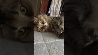 Грусняшка