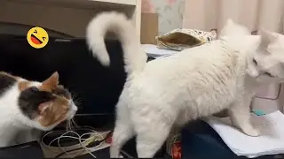 Silly fail and Funniest Startle Response of Dogs and Cats - you laugh, you lose
