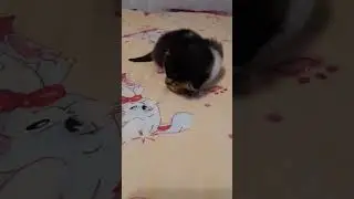 3 котёнок #cat #shorts