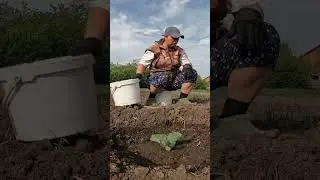 Это должен знать каждый  садовод! 