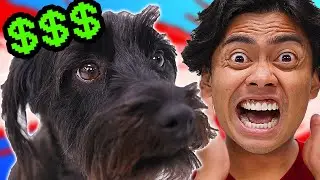 Buying EVERYTHING My DOGS Touch!