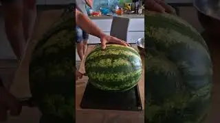 кавун Максимус