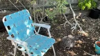 How to Create Flock Harmony With Backyard Chickens