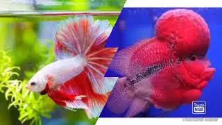 betta fish vs flower horn