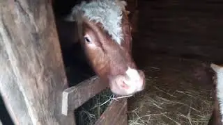 Рекордсмен месяца. Привесы быков и телят.