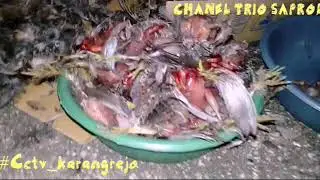#cctvgumukmas#cctvkarangrejo CARA MENGOLAH DAN MEMASAK BURUNG PUYUH CEPAT DAN LEZAT !!!