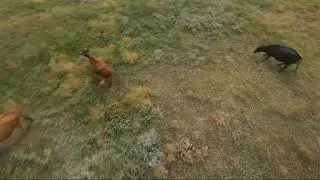 COWS & FPV