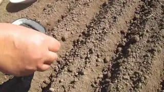 Выращивание лука севка