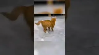Kitten dances the Moonwalk! 🐈 Chaton danse le Moonwalk! #Michael#Jackson