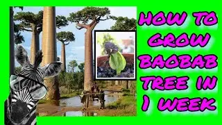 🌱How to grow baobab tree from a seed in 1 week 🌳