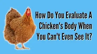 How Do You Evaluate A Chicken's Body When You Can't Even See It?