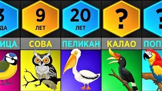 Продолжительность жизни птиц (Сравнение)