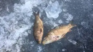 Замор рыбы в пруду / 13.01.2019 год