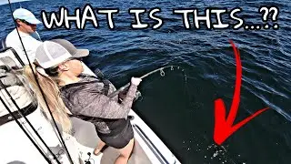 GIANT Florida Mystery FISH! (We All Had It WRONG)- Offshore Trolling HUGE Live baits- Gulf of Mexico