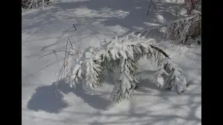 Снег- ТАЙГА.
