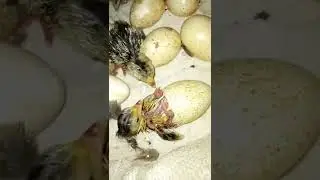 Turkey egg hutching. 