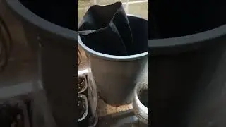 ПОЧЕМУ ЛУК ИЗ СЕМЯН 