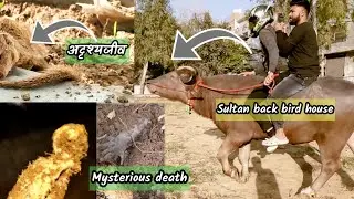 Mysterious Monster dying because of Sultan back in bird house | #bullvlog #dyingbird #mysterious