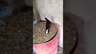 #мой первый белохвостый #pigeon 🇦🇲✌️