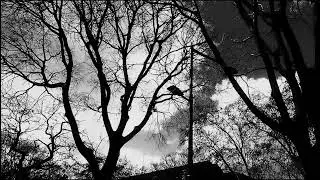 Cenário que o meu vizinho Daniel usava para ganhar prêmios de fotografia nos anos 70( filmes Ilford)