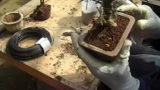 Bonsai 8