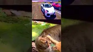 cats mimic cars revving 