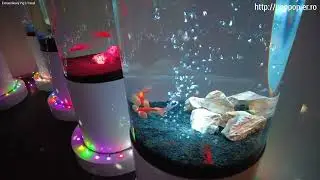 celestial eye goldfish,Nara Kingyo Museum-Nara,Japan