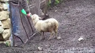 Ягненок с соской