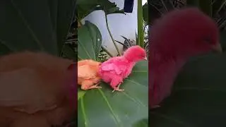 ayam rainbow lucu #cute #ayamwarnawarni #animalcute #animalsvideo #shortsvideo