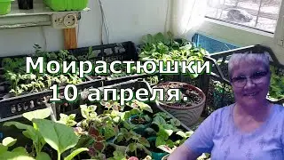 Рассада на лоджии 10 апреля