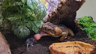 GIANT Cane Toad EATS live mice