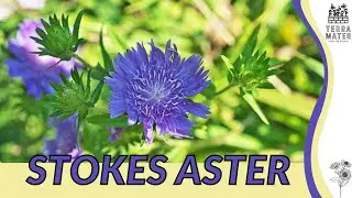 Introduction to STOKES ASTER: Plant Profile! (Stokesia laevis)