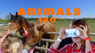 Animals VR 180° - stereoscopic video for virtual reality headset.