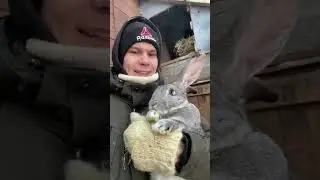 Будни Молодого фермера 👨‍🌾 Каких животных вы любите больше всех ?