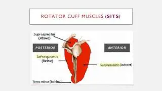 The Rotator Cuff Muscles (SITS) in 2 Mins