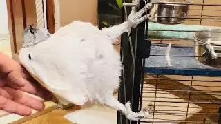 Попугай Жорик так ЛАСТИТСЯ к Владу что чуть не падает!
