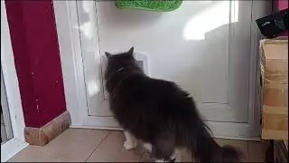 Смекалка. 
