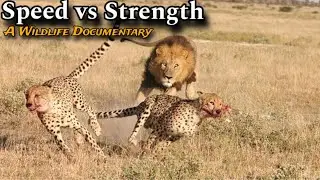 Lions killing Cheetah Animal Planet Wildlife Documentary