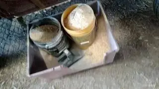 Graining Steers