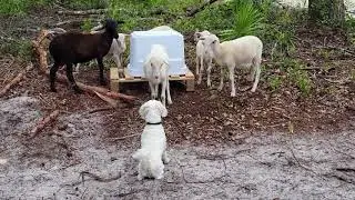 Dog vs Sheep | Our multichon decided to take meeting the sheep 