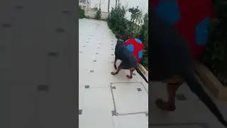 my dog playing with the ball and then look what happen,,,