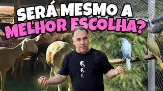 DÁ PRA TER UM SÍTIO SUSTENTÁVEL CRIANDO RING NECK?